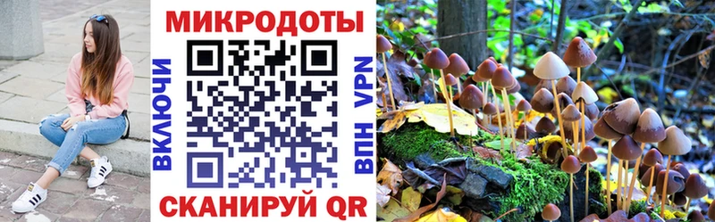 где купить   Богданович  Псилоцибиновые грибы Psilocybine cubensis 
